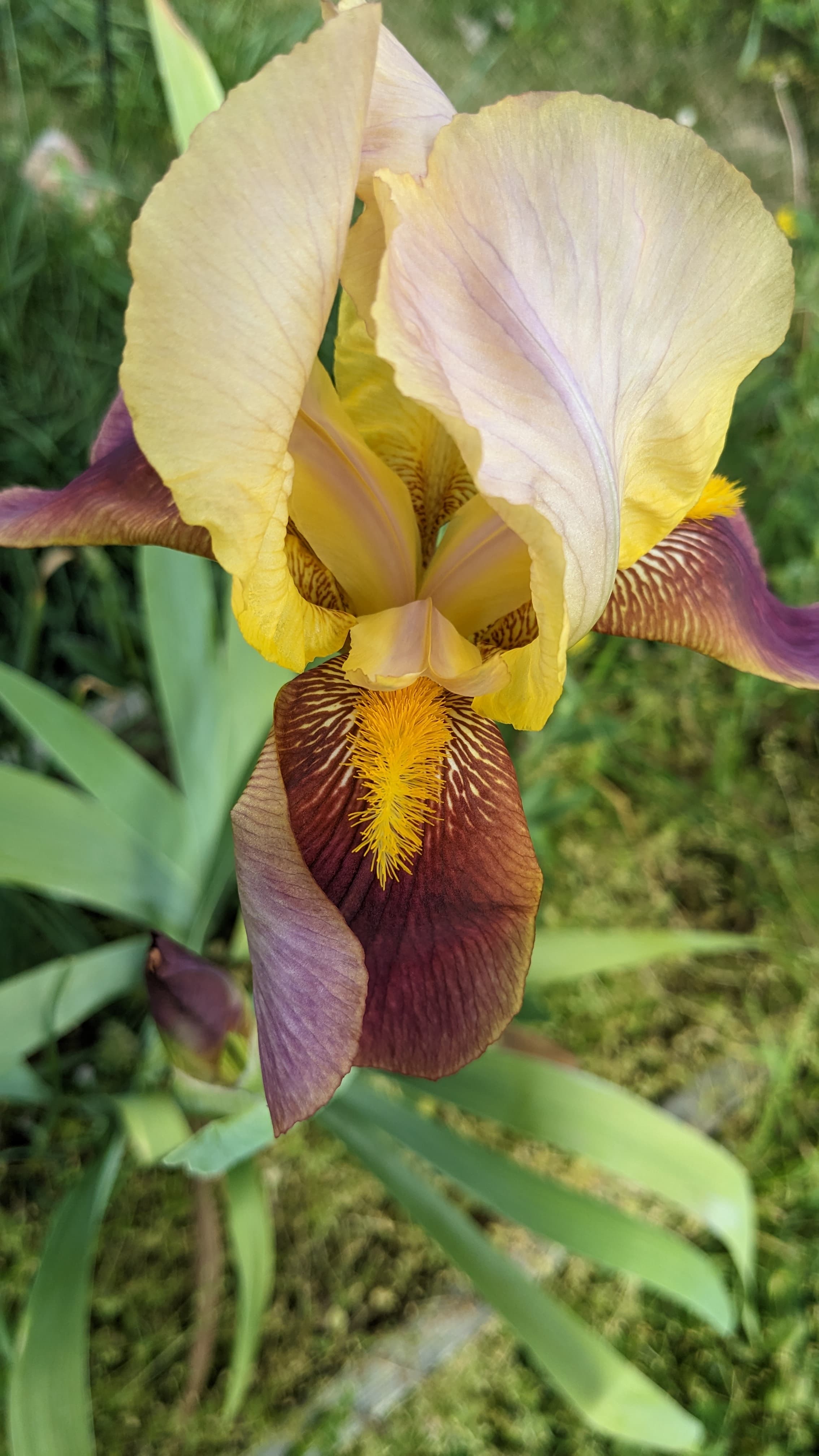 Bearded Irises just started blooming