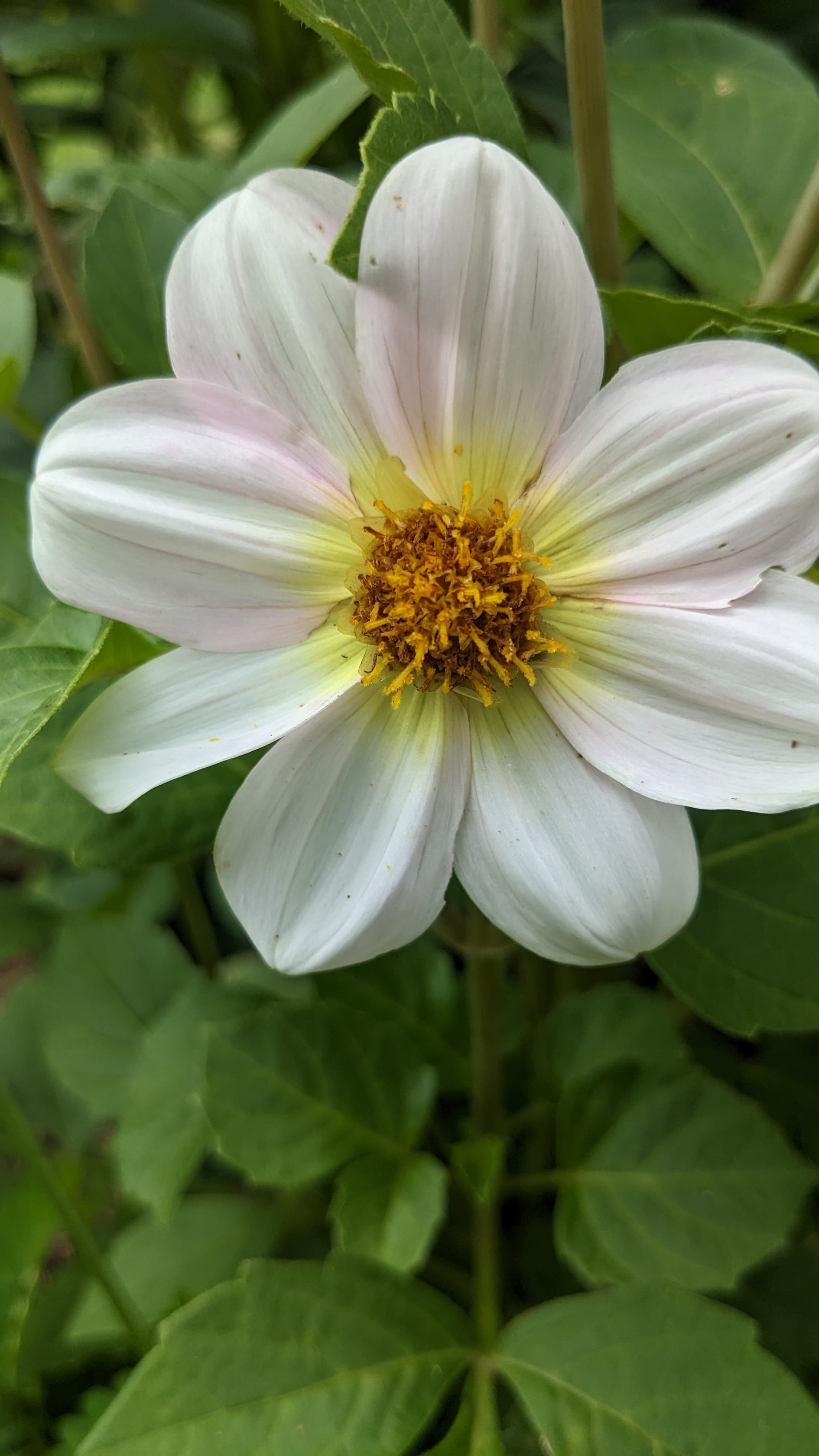 Dahlia