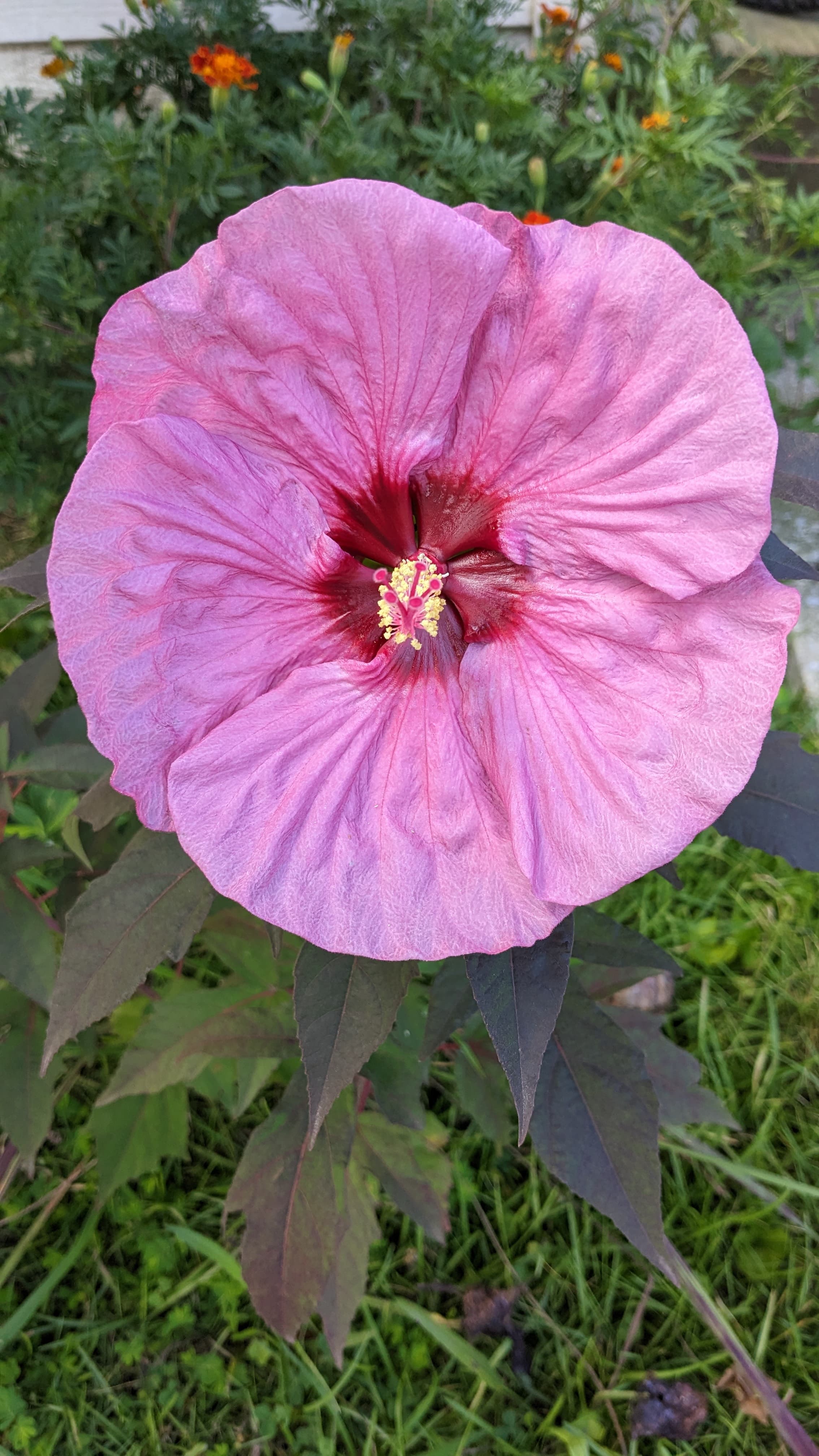 Hardy Hibiscus