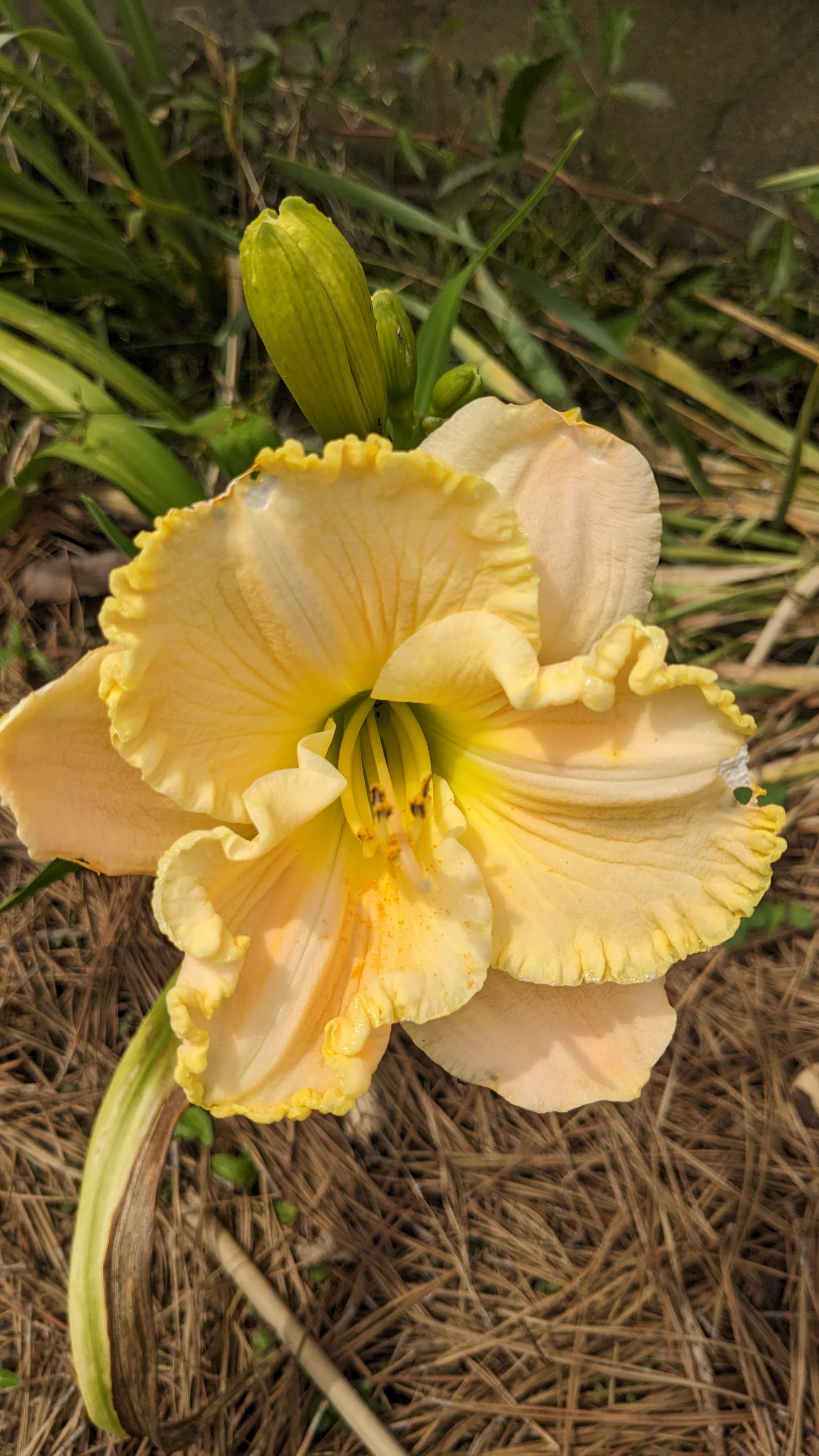 Lily (Yellow and Peach)