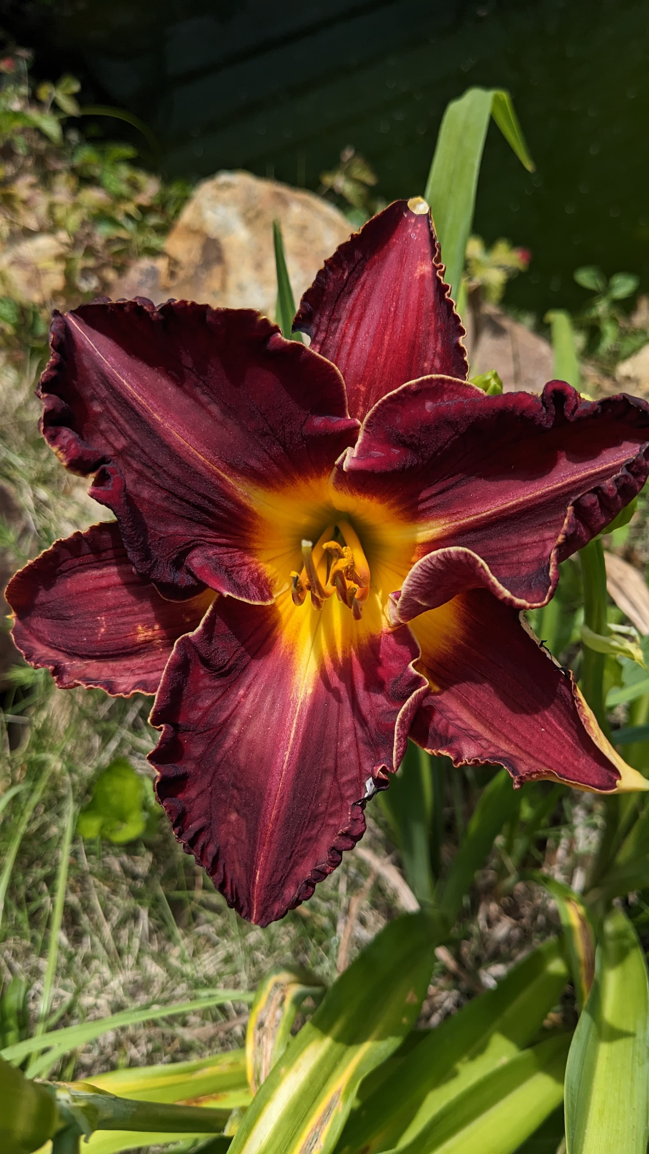 Lily (Dark Red)