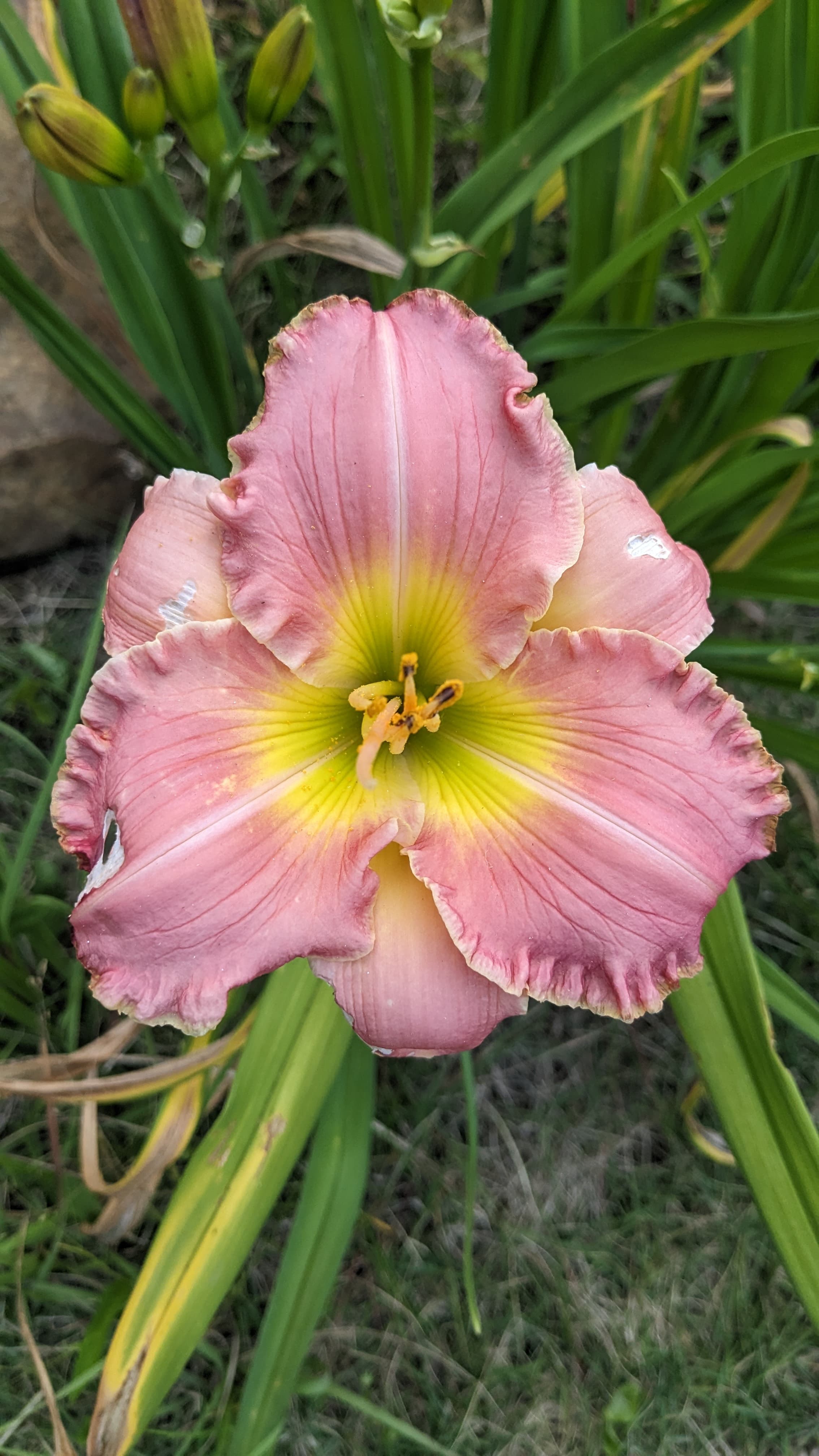 Lily (Pink)