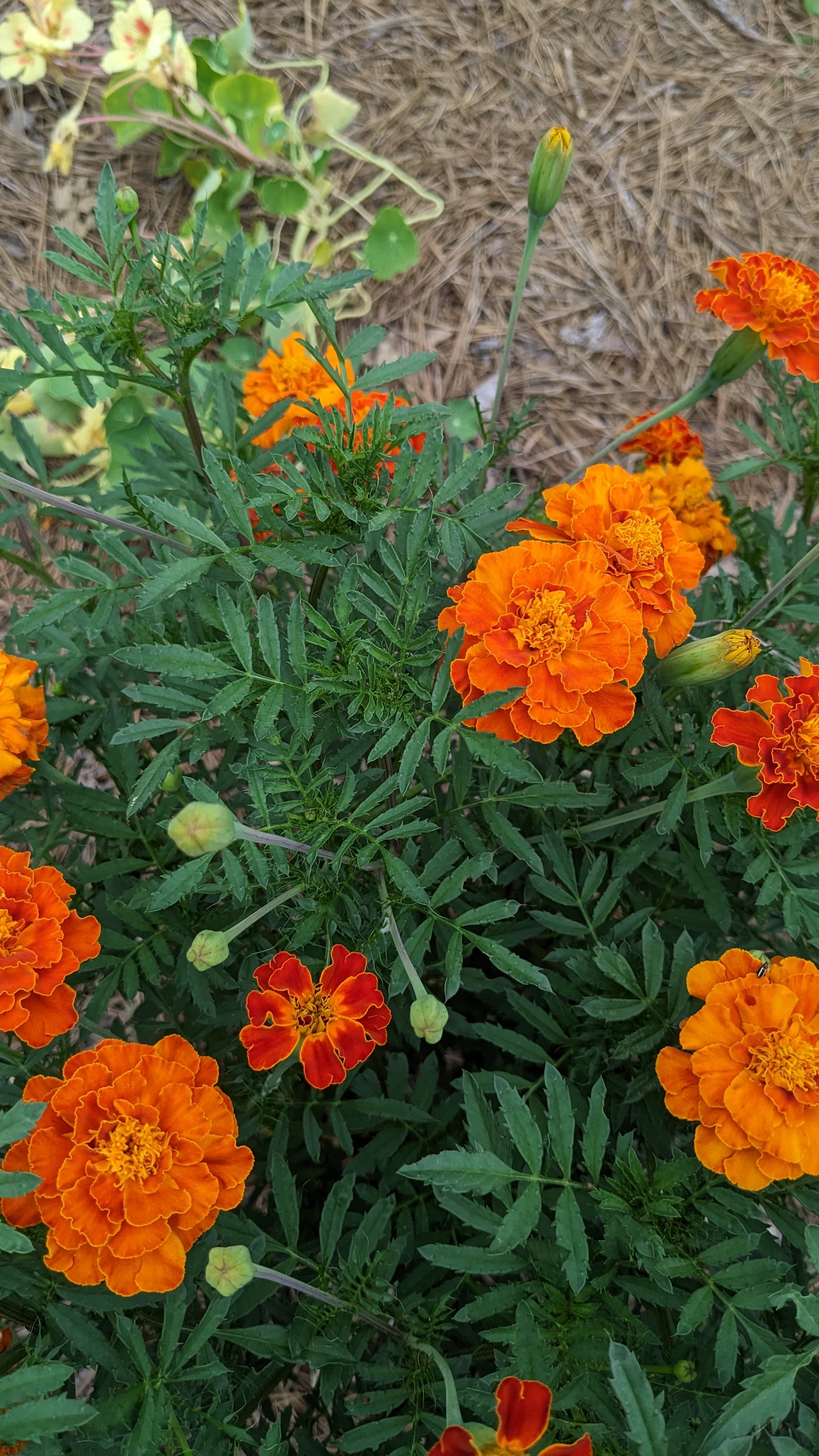 Marigold