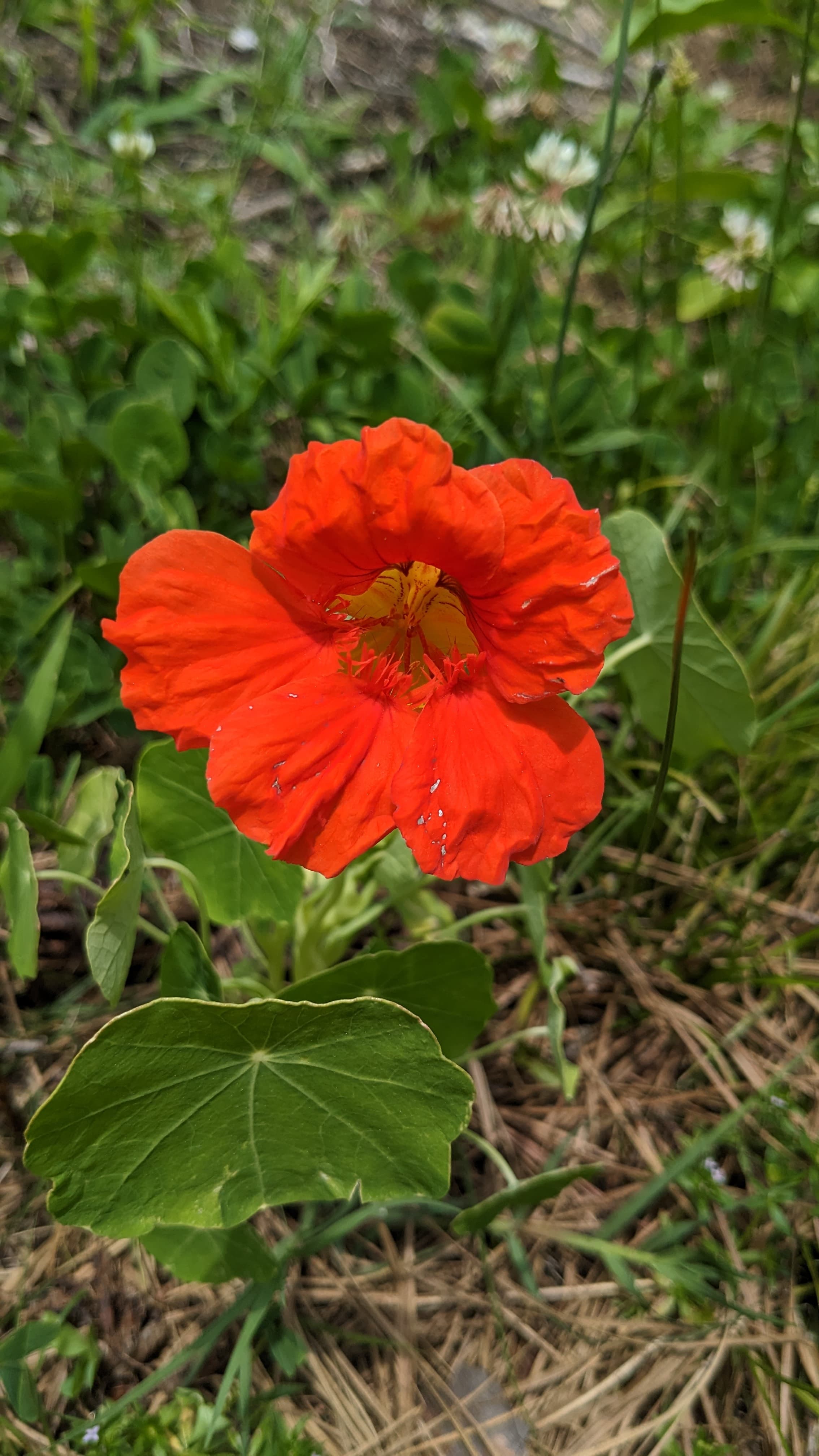 Dwarf Jewel Nasturtium