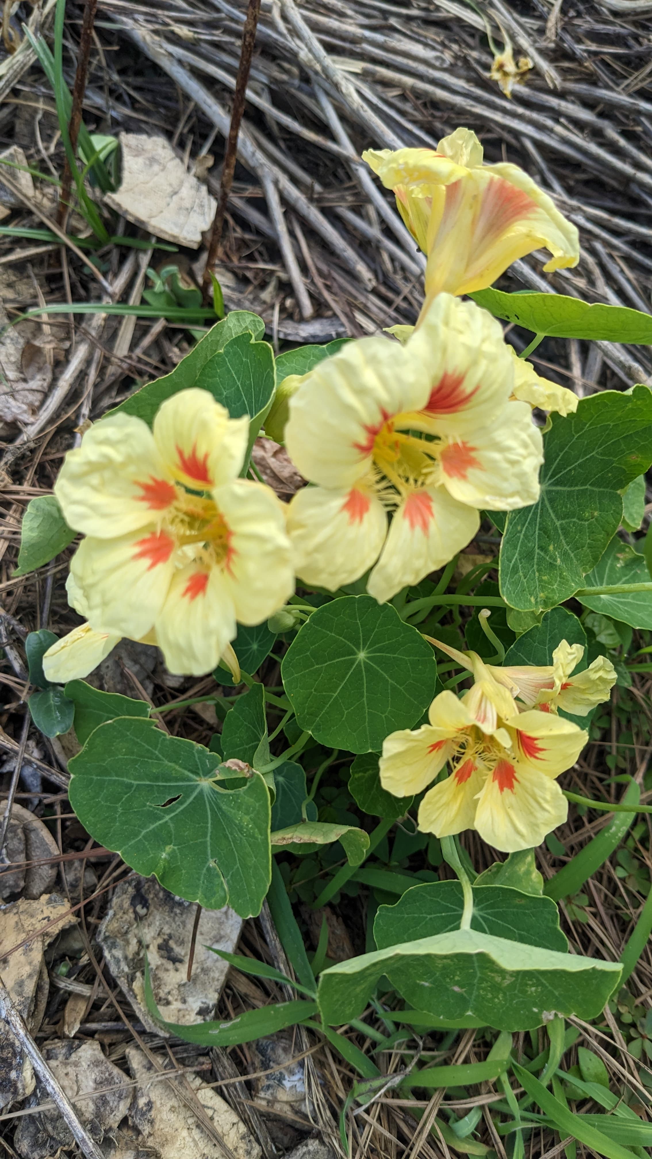 Peach Melba Nasturtium