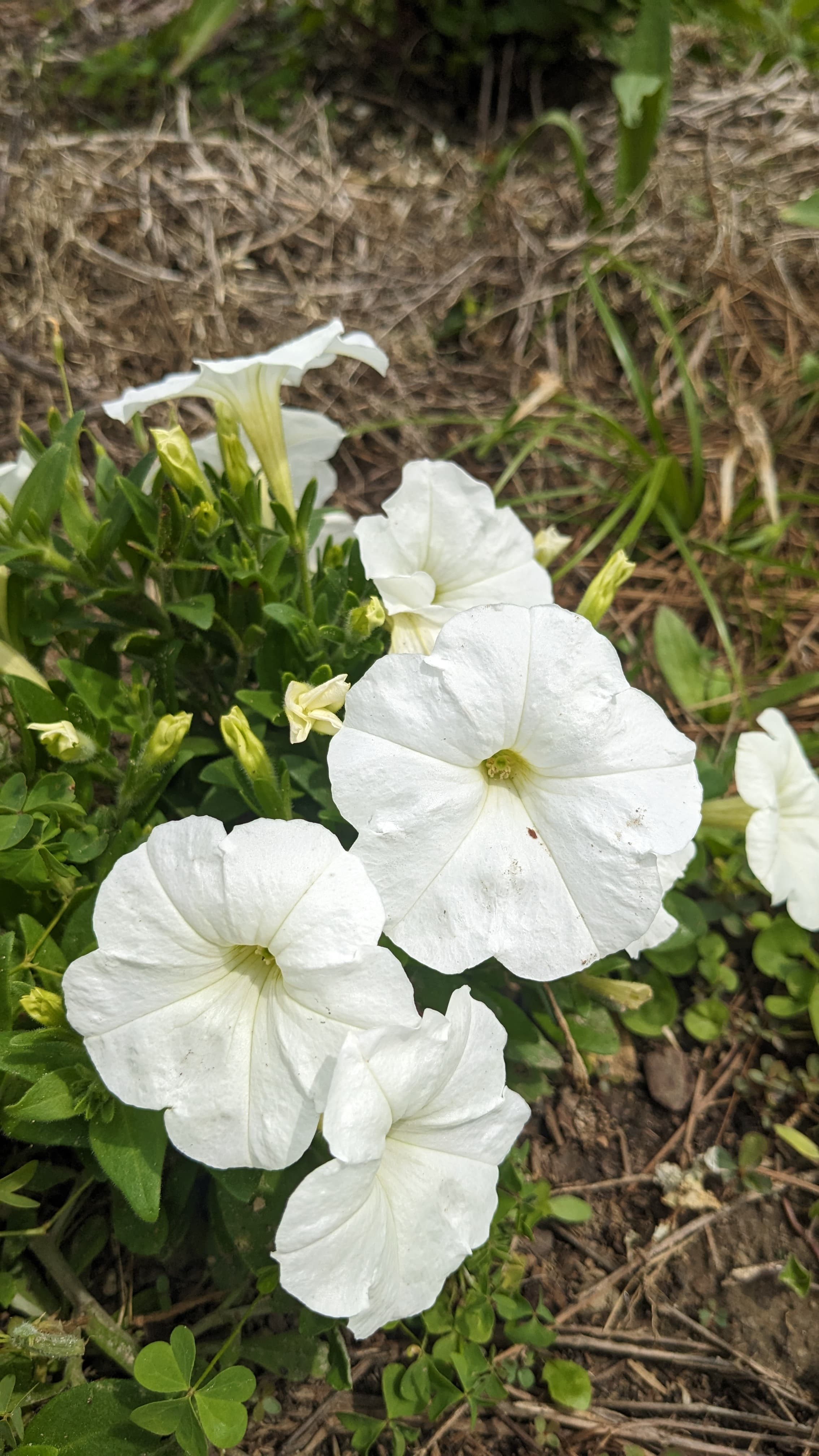 Petunias