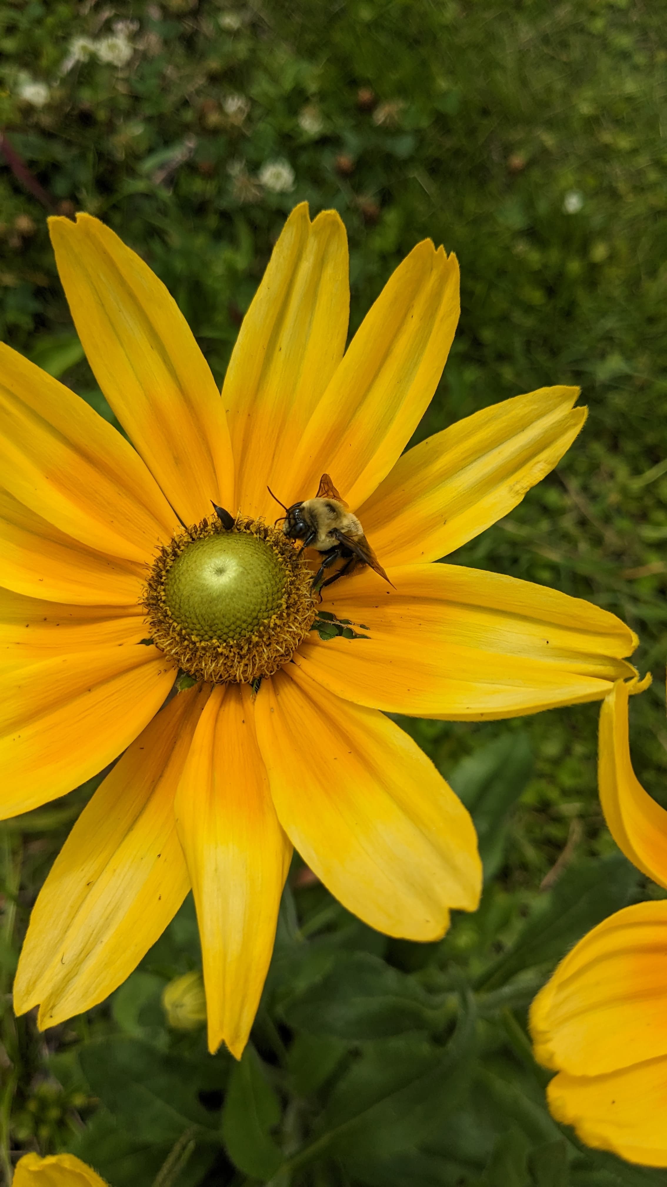 Rudbeckia