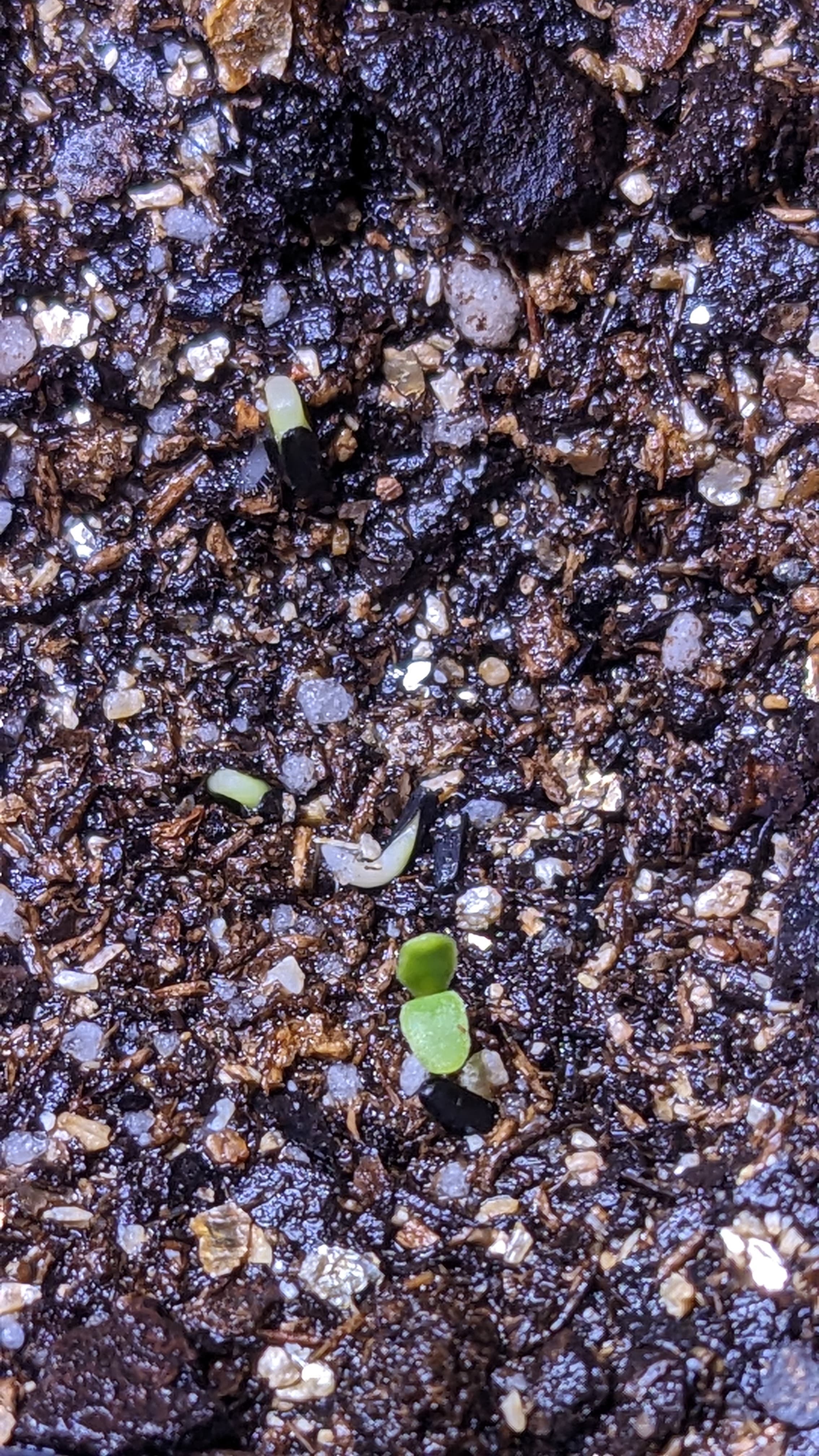 First seedling of the season this year