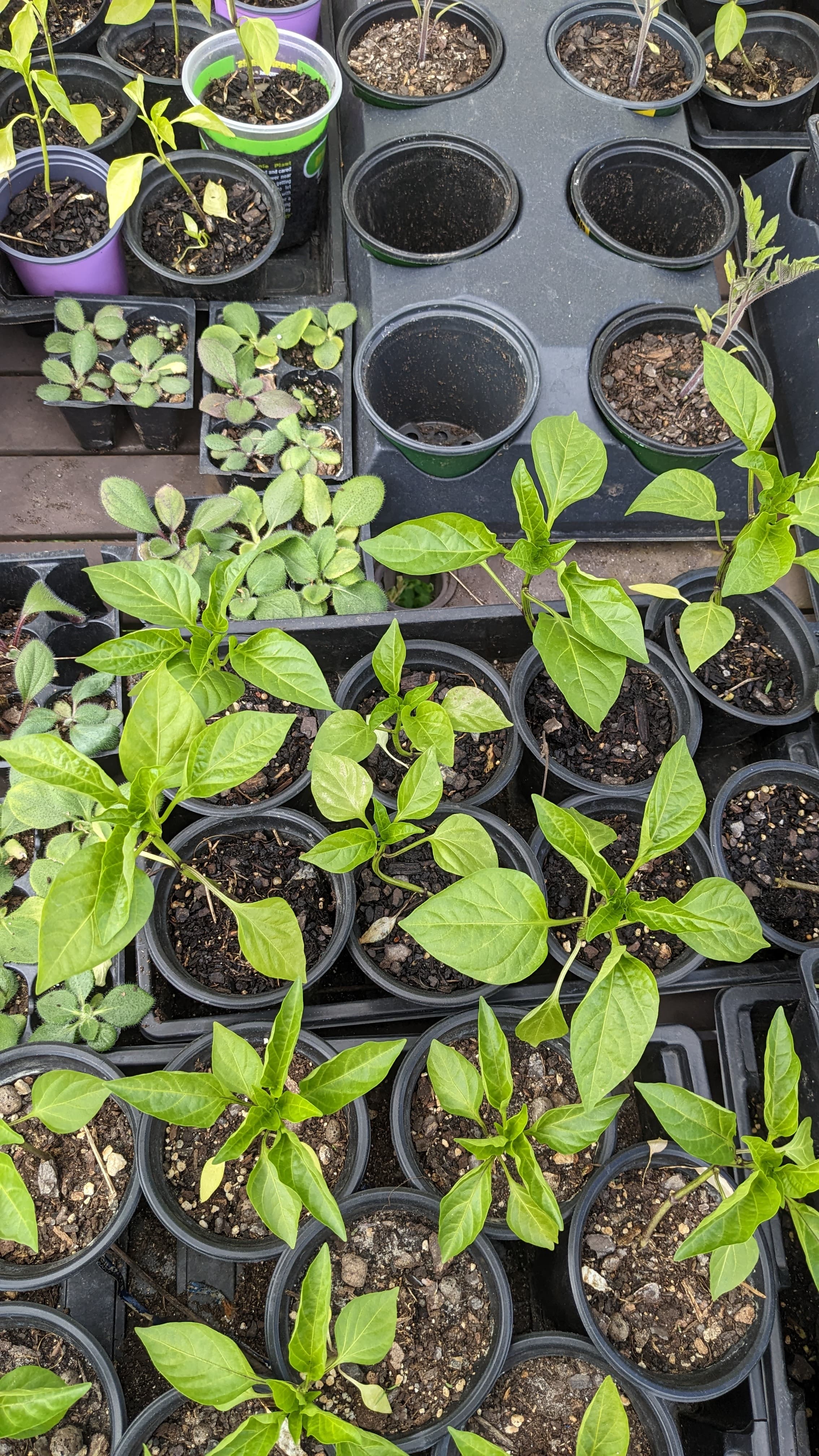 Bell pepper seedlings