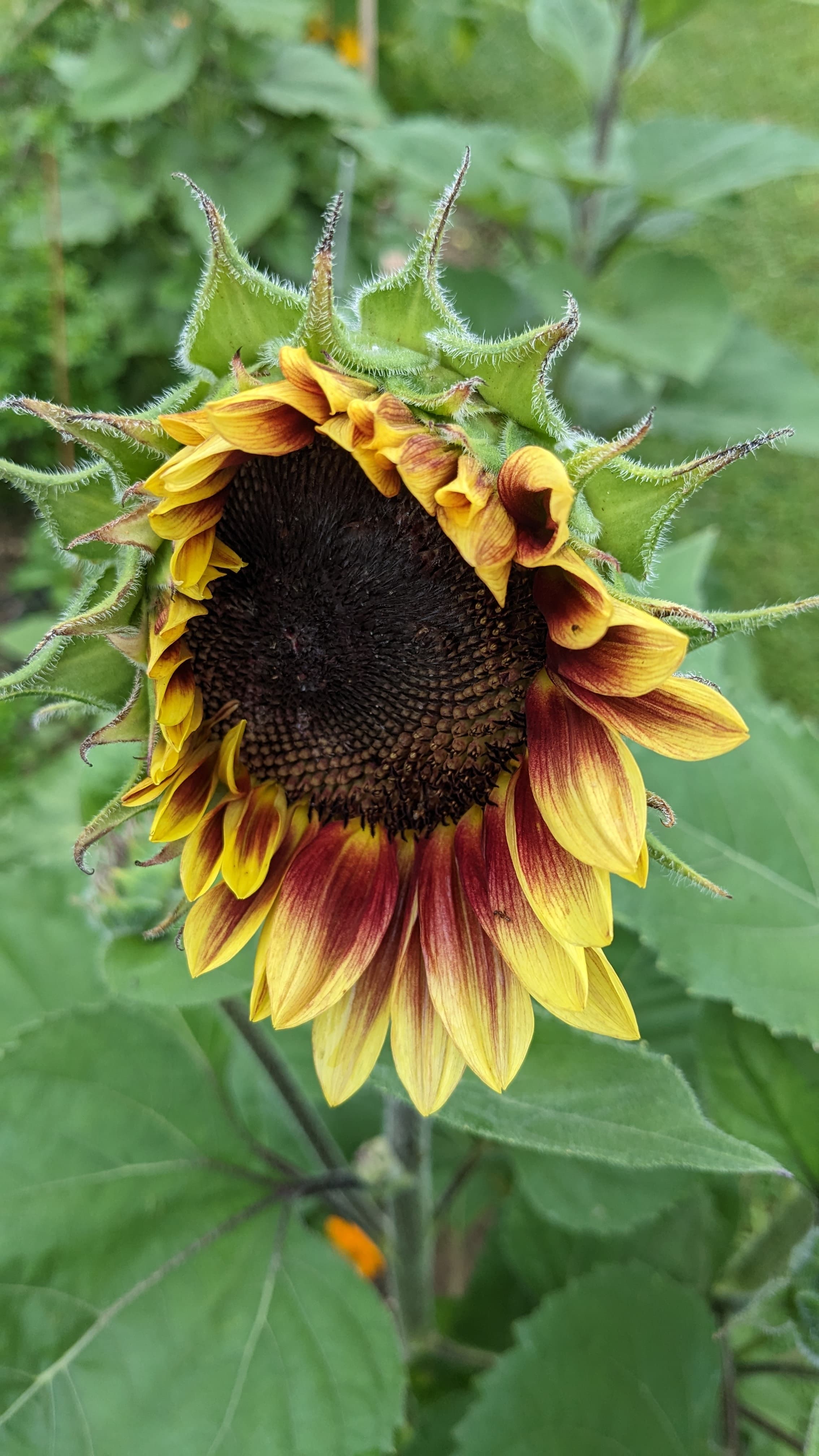 Sunflower from last season