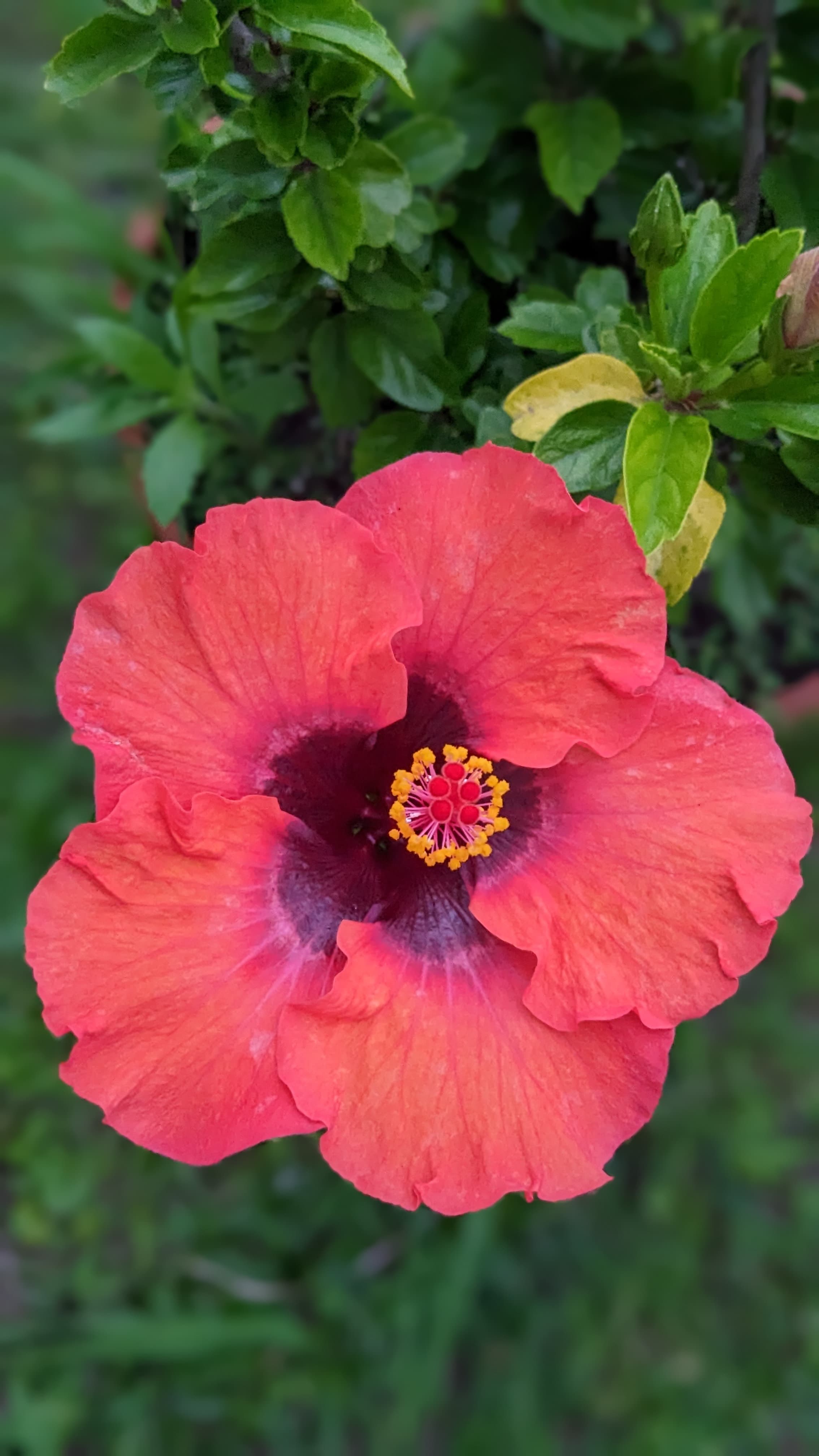 Tropical Hibiscus